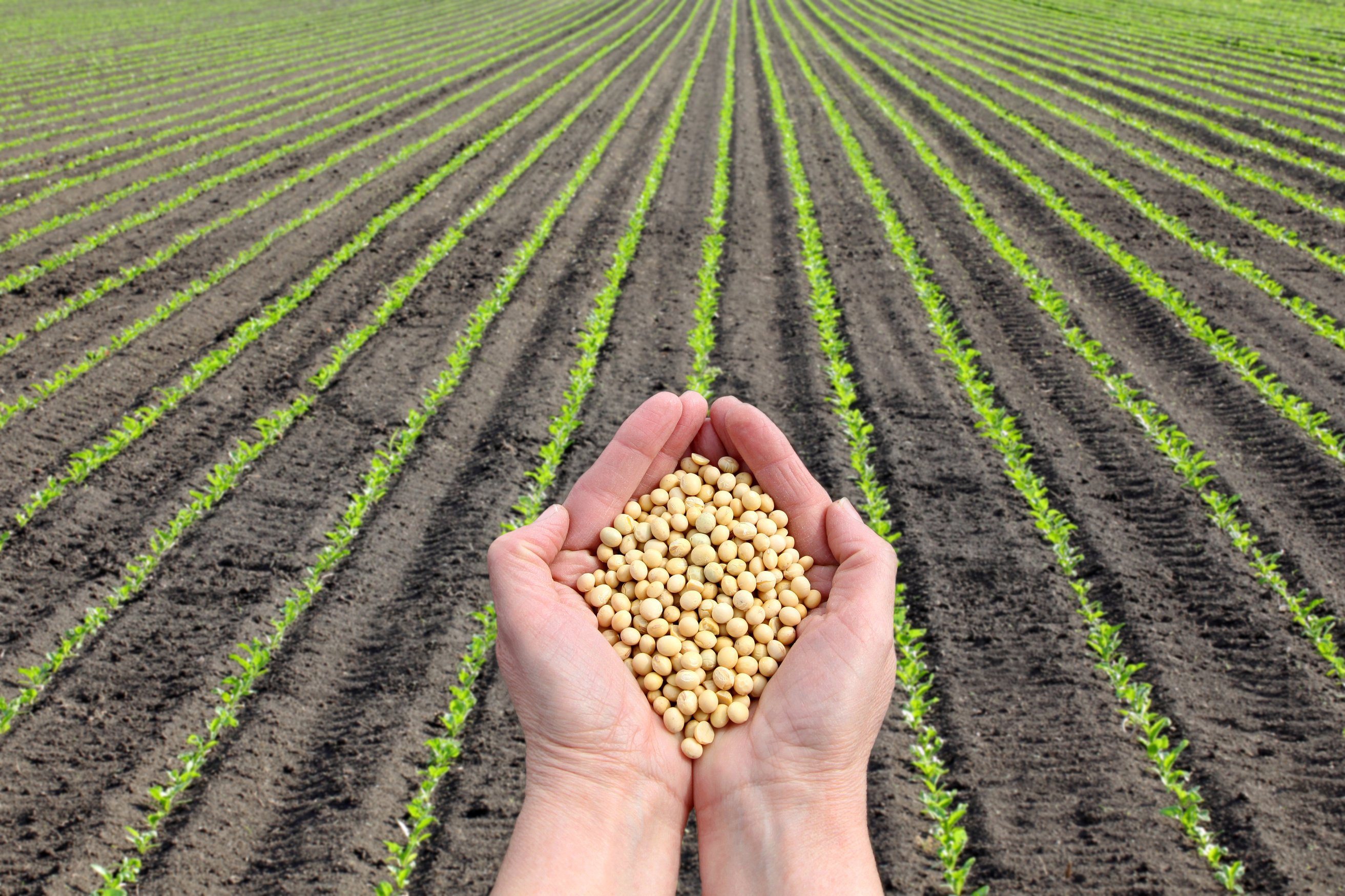 Soy bean concept, hands with soy bean crop and field
