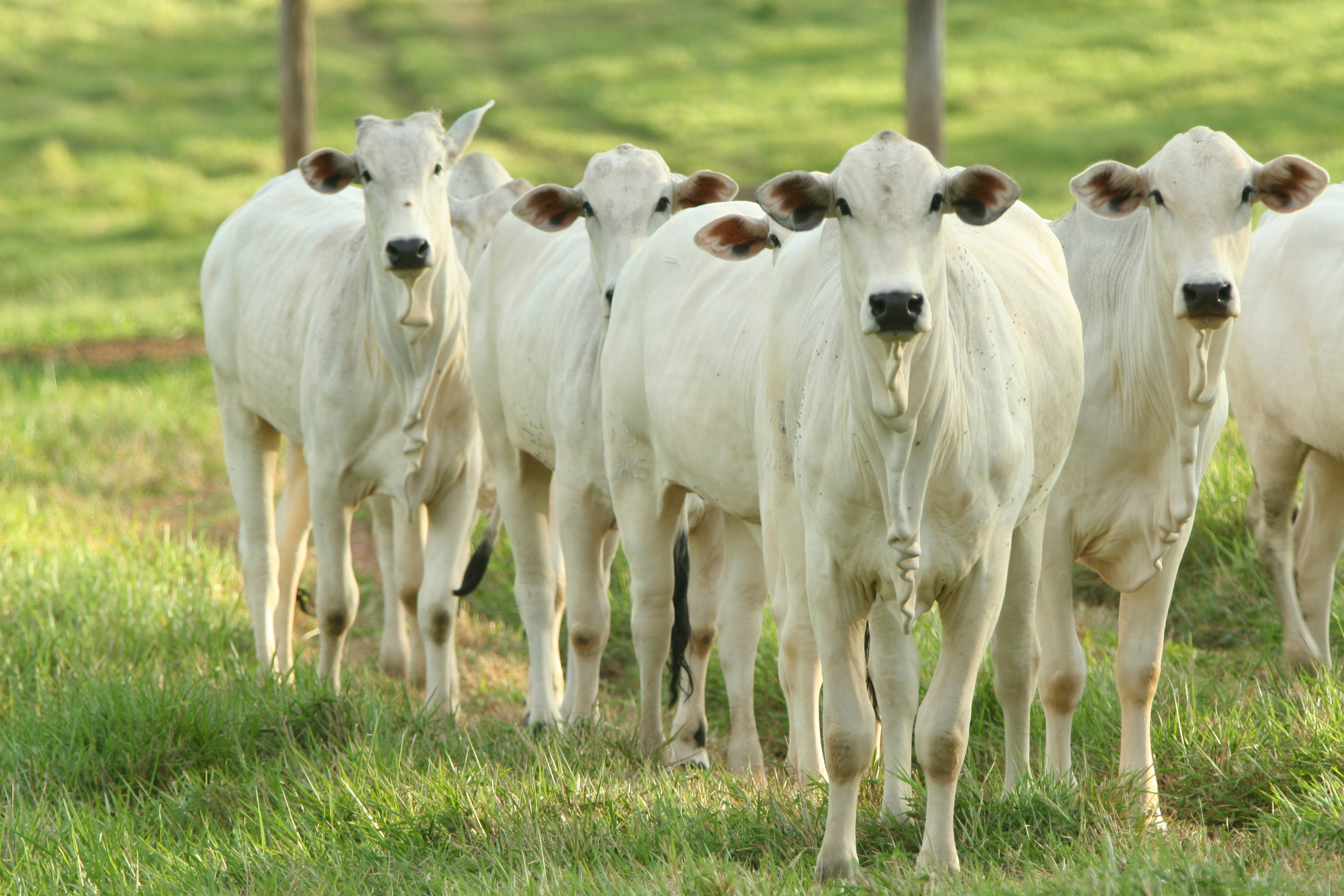 High quality Nelore ox from Brazilian farms